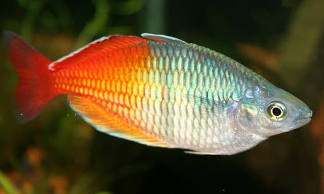 ARCOIRIS HEMBRA