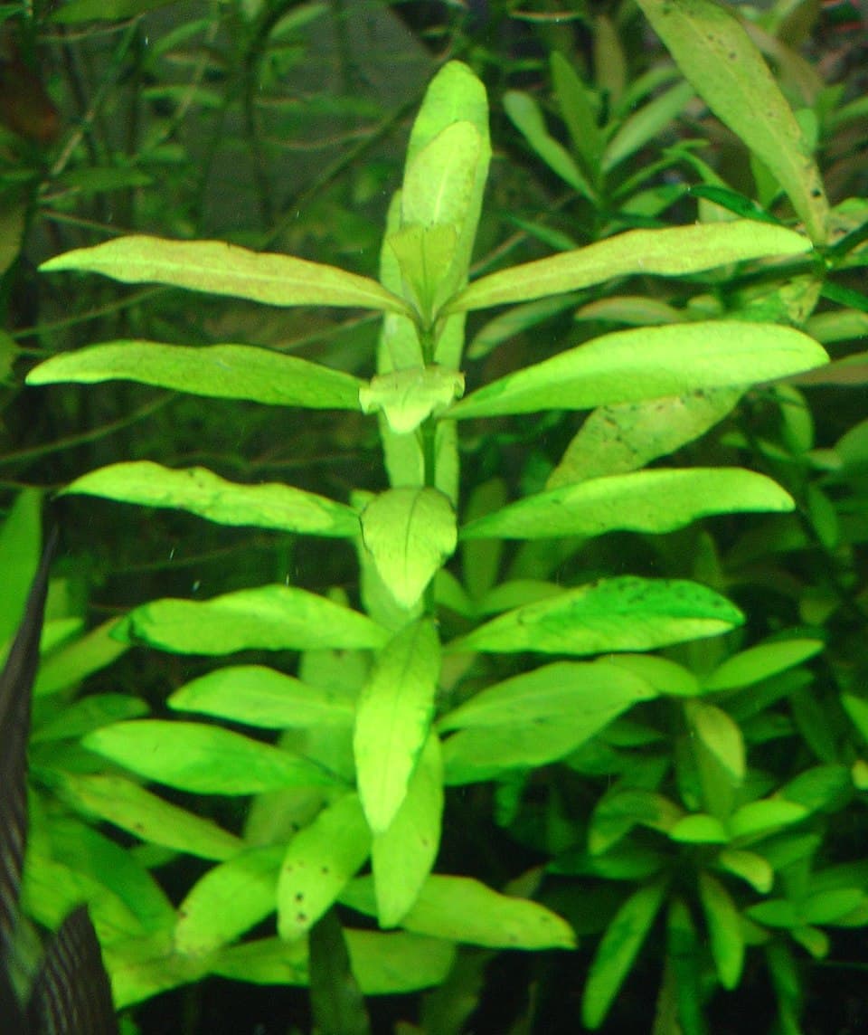 HYGROPHILA SERPYLLUM TAPISANTE