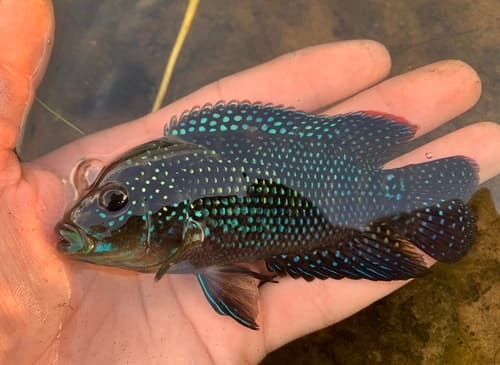 Jack Dempsey Eléctrico