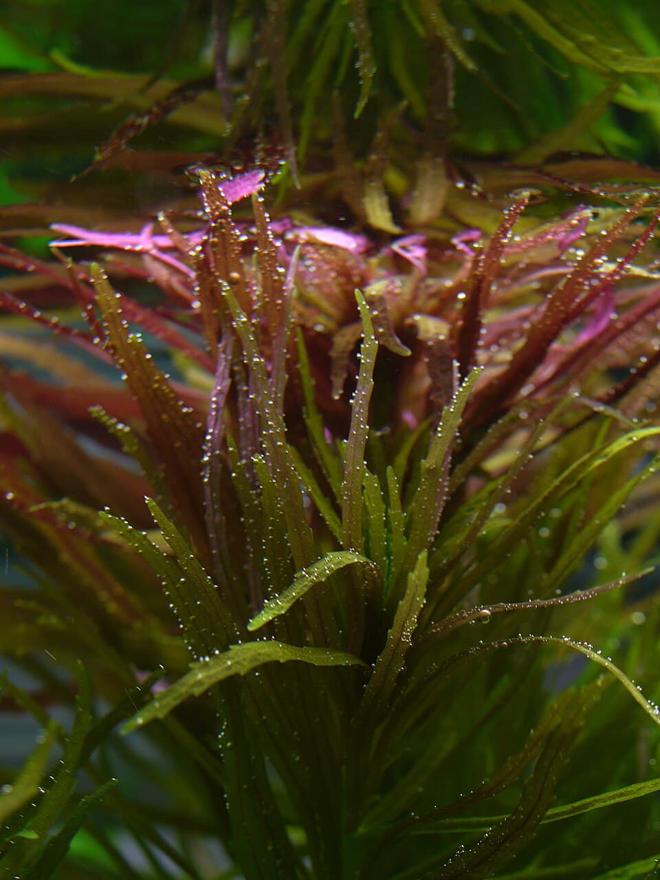 LIMNOPHILA AROMÁTICA